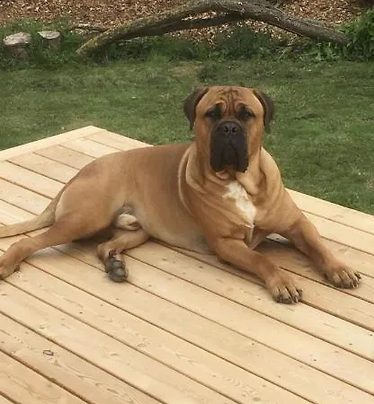 לינה וארוחת בוקר Skorstensfejerens