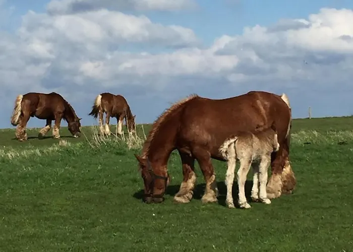 Frühstückspension Skorstensfejerens